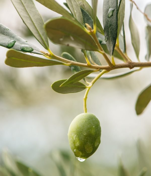 Green olive fruit