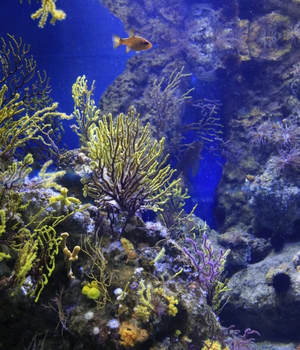 Marine life in the aquarium