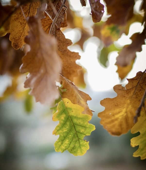 Oak leaves at fall