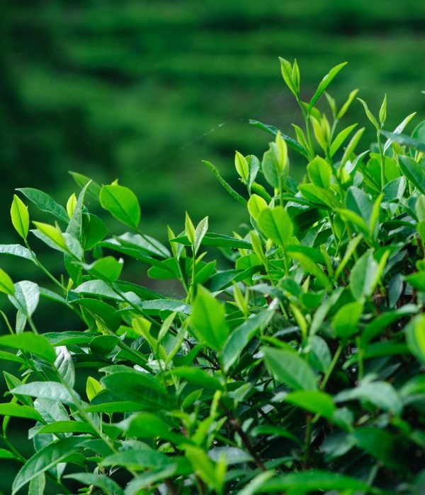 Tea trees in growth at spring